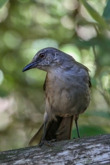 Mimus graysoni