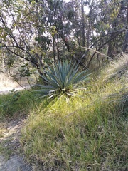 Furcraea parmentieri