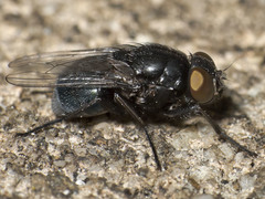 Australophyra rostrata