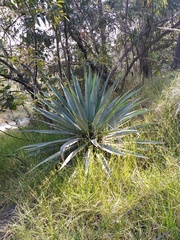 Furcraea parmentieri