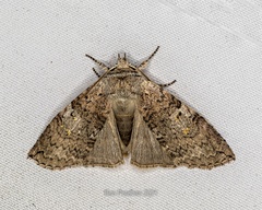 Noctuoidea