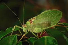 Pterophylla camellifolia
