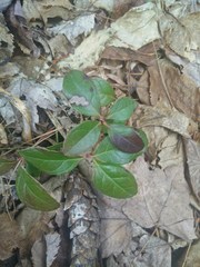 Gaultheria procumbens image