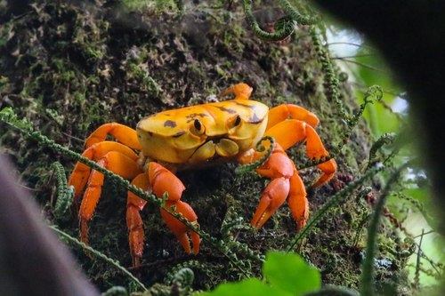 Johngarthia oceanica Perger, 2019