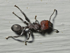 Podomyrma odae