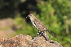 Mimus graysoni