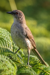 Mimus graysoni