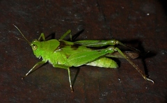 Paulinia acuminata
