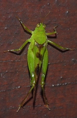 Paulinia acuminata