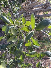Rhus tepetate