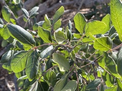 Rhus tepetate