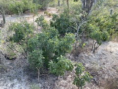 Zanthoxylum arborescens