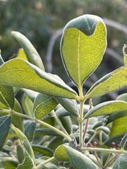 Zanthoxylum arborescens