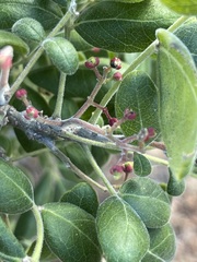Zanthoxylum arborescens