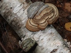Fomes fomentarius image