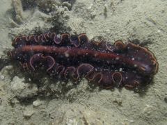 Pseudobiceros splendidus