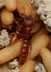 Amblyopone ferruginea