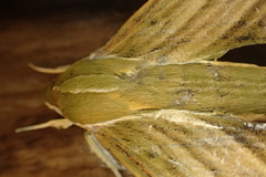 Xylophanes crotonis