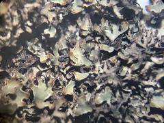 Parmelia neodiscordans