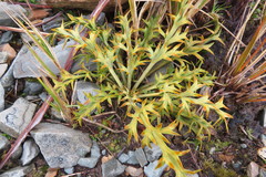 Aciphylla hookeri