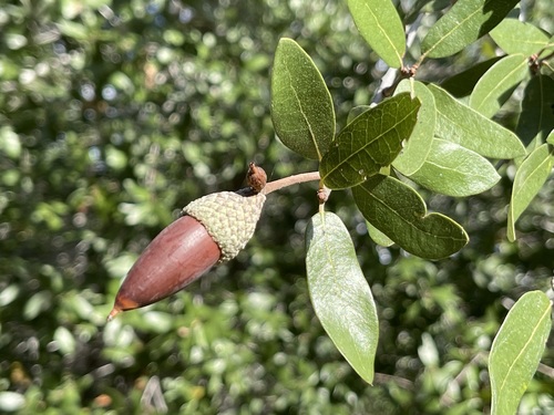 Brandegee Oak