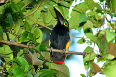 Selenidera spectabilis