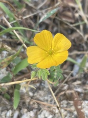 Kallstroemia peninsularis