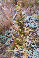 Aciphylla hookeri