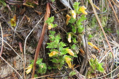 Euphrasia cockayneana