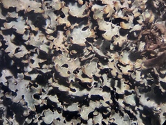 Parmelia neodiscordans