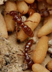 Amblyopone ferruginea