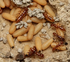 Amblyopone ferruginea