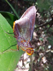 Thracides cleanthes