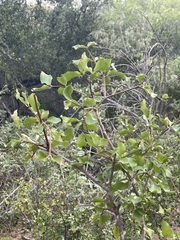 Malpighia diversifolia