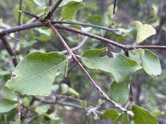Malpighia diversifolia