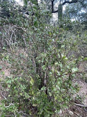 Malpighia diversifolia