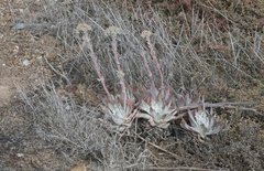 Dudleya virens insularis