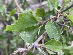 Malpighia diversifolia