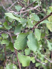 Malpighia diversifolia