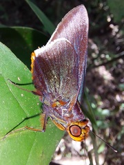 Thracides cleanthes