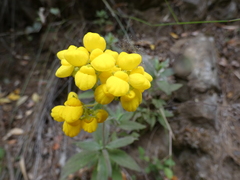 Calceolaria integrifolia