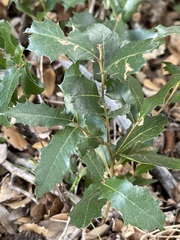 Quercus brandegeei