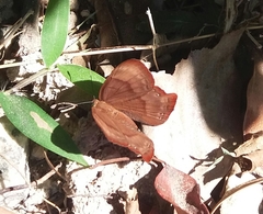 Abisara echerius