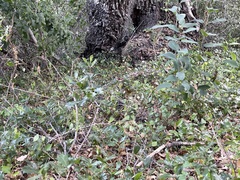 Quercus brandegeei
