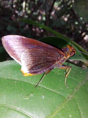 Thracides cleanthes
