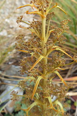 Aciphylla hookeri