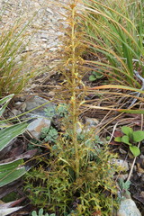 Aciphylla hookeri