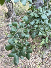 Rhus tepetate