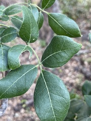 Rhus tepetate