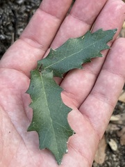 Quercus brandegeei